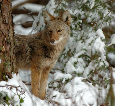 JPG CS 7CoyoteTree DSC_1535.jpg