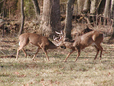Bucks Fighting