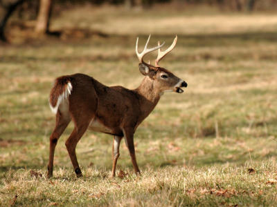 JPG CS 1Buck DSC_1715.jpg