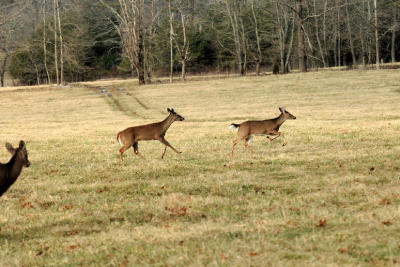 JPG CS 5 Run Img0077.jpg