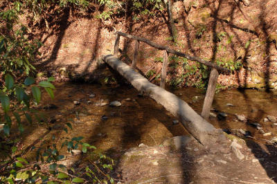 JPG CS 1FootLog DSC_1931.jpg