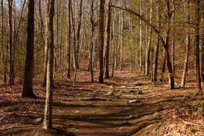 JPG CS 2TrailShadows DSC_1948.jpg