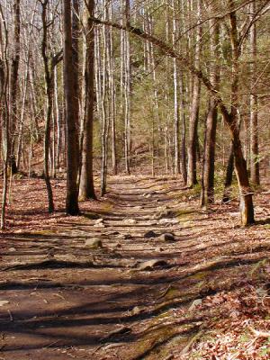 JPG CS 1TreeTrail P3042932.jpg