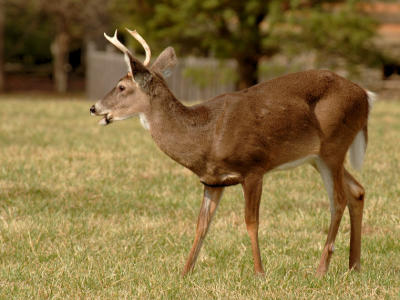 JPG CSa 2Buck DSC_2037.jpg