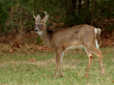 JPG CS YoungBuck DSC_2068.jpg