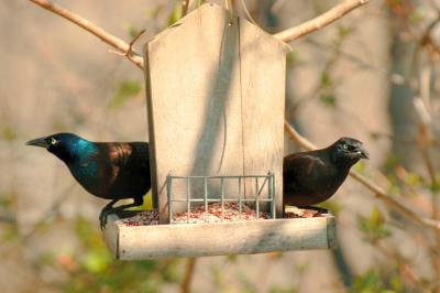 g3/78/33078/3/57563775.JPGCSTwoGracklesDSC_2263.jpg