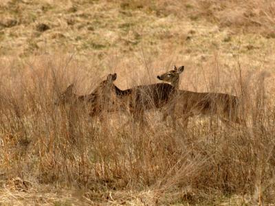 JPG CS aThreeDeer DSC_2010.jpg