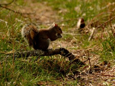 JPG CS Squirrel DSC_2468.jpg