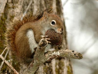 JPG CSa 3SquirrelNut DSC_2871.jpg