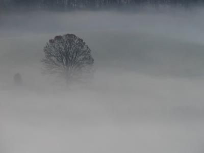 JPG CS LoneTreeFog PC180055.jpg