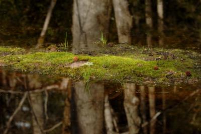 Sweet Gum Island DSC_3233.jpg