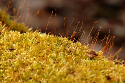 Moss Mountain DSC_3248.jpg