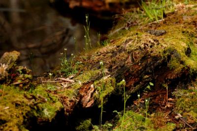 Small Rain Forest DSC_3250.jpg