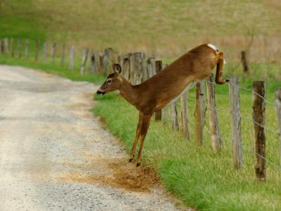 JPG CS Doe Down DSC_3264.jpg
