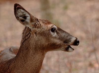 JPG CS 5Doe Portrait DSC_3283.jpg