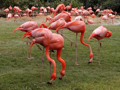 JPG CS Flamingoes P4133266.jpg