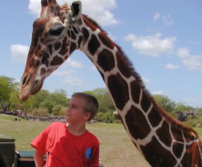 JPG CS 3ChanceGiraffe P4133222.jpg