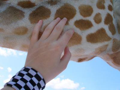 JPG CS 2ME Hand Giraffe P4130179.jpg