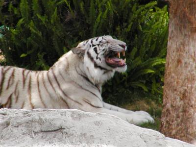 JPG CS 1WhiteTiger P4133254.jpg