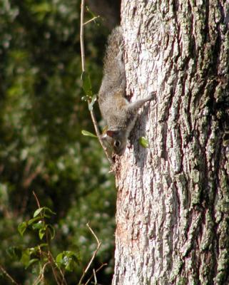 JPG CS SquirrelTree P4093006.jpg