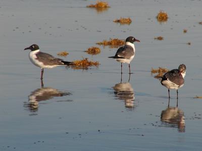JPG CS 3 Laughing Gulls P4143335.jpg