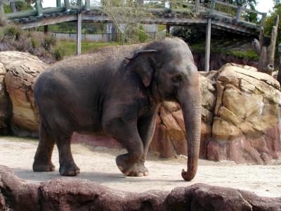 JPG CS 1Elephant P4133144.jpg