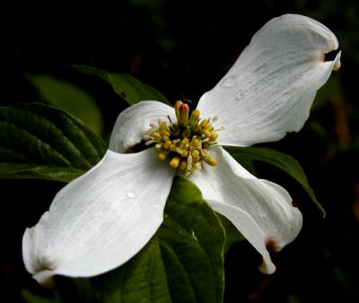 JPG 2CS 1Dogwood P4193351.jpg