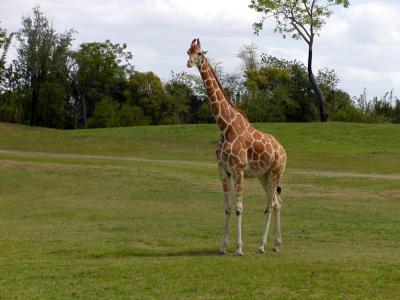 JPG CS GiraffePose P4133235.jpg