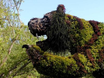 JPG CS 2Tiger Shrub P4133089.jpg