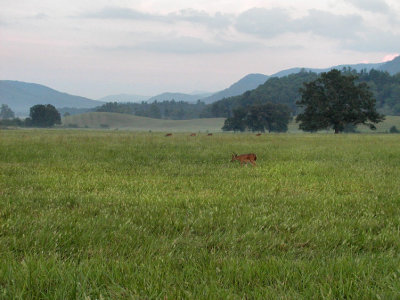 JPG CS MeadowDeer P9060146.jpg