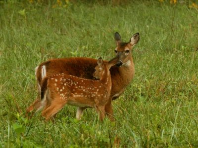 JPG CCS 1aMa Fawn DSC_8612.jpg