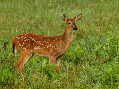 JPG CS 1StandingFawn DSC_8606.jpg