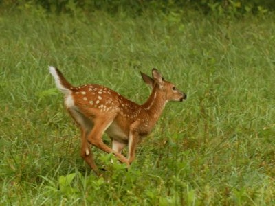 JPG CS FawnRun DSC_8617.jpg