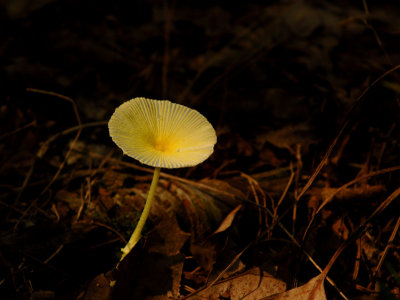 JPG CS Yellow Mushroom DSC_8760.jpg