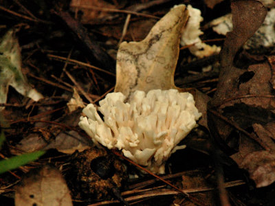 JPG CS Coral Mushroom DSC_8870.jpg