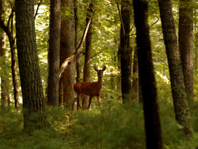 JPG CS 1aDoeWoods DSC_8713.jpg