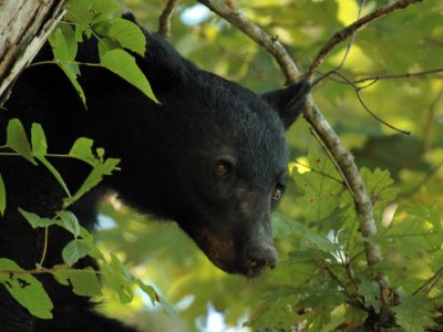 JPG CS 5aBear Face DSC_9070.jpg