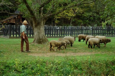 JPG CaS 2Herding Sheep DSC_5413.jpg