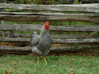 JPG CS Rooster DSC_5393.jpg