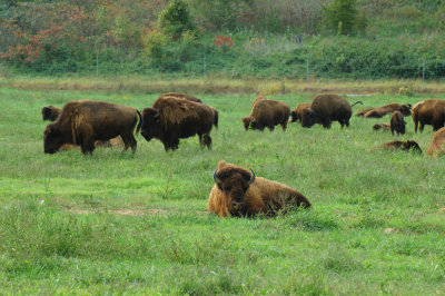 JPG CaS 1Bison Herd DSC_5318.jpg