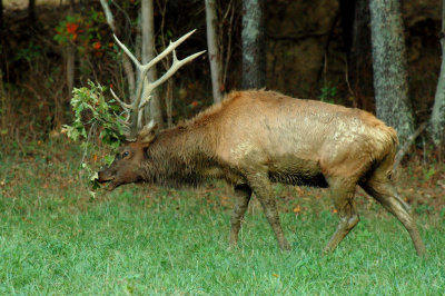 JPG CS 3 Decorator Elk DSC_5499.jpg