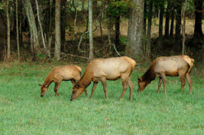 JPG CS 1Elk Cows  Calf DSC_5493.jpg