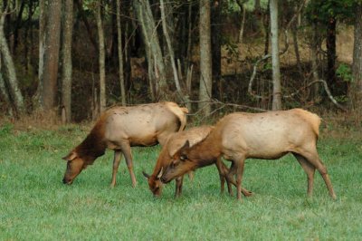 JPG CS 2Elk Cows  Calf DSC_5494.jpg