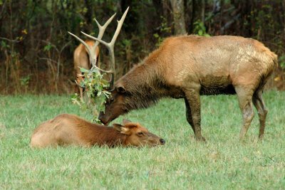 JPG CS Elk Bull  Cow DSC_5509.jpg