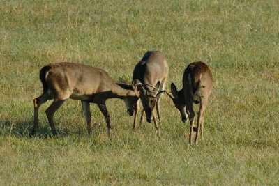 JPG CS Two Against One DSC_5710.jpg