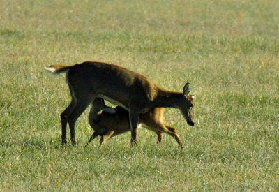 JPG CC3S Mamas Milk DSC_5704.jpg