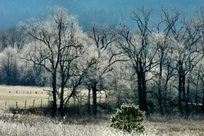 JPG CS 1Frost Line DSC_1539.jpg