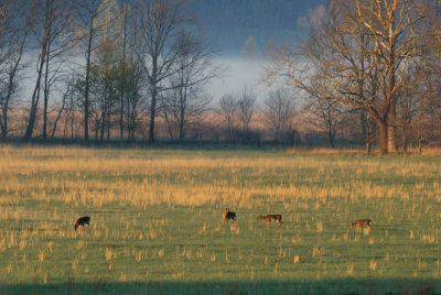 JPG CS Morning Deer DSC_4498.jpg
