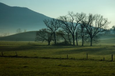 JPG CS Trees  Mist DSC_9281.jpg