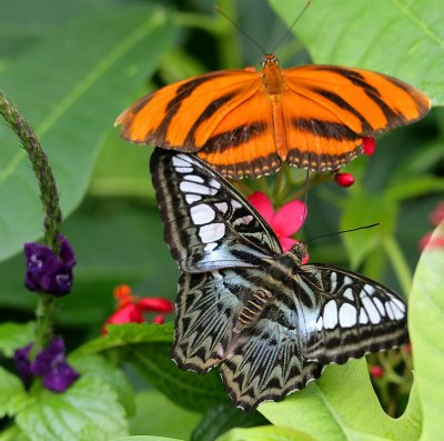 Banded Orange & Sylvia Clipper.jpg